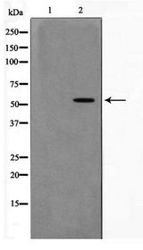 AKT1 Antibody - Western blot of 293 cell lysate using AKT1 Antibody