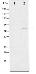 AKT1 Antibody - Western blot of Akt expression in Serum treated NIH-3T3 whole cell lysates,The lane on the left is treated with the antigen-specific peptide.
