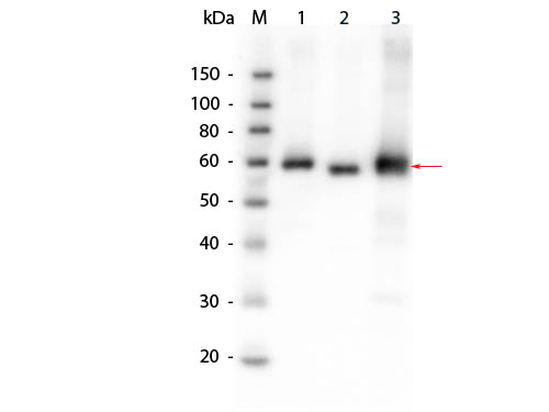 AKT1 Antibody - Western Blot of Anti-AKT (RABBIT) Antibody. Lane 1: SuperSignal MW markers. Lane 2: rAKT1. Lane 3: rAKT2. Lane 4: rAKT3. Load: 50 ng per lane. Primary antibody: Anti- AKT (RABBIT) Antibody at 1:1,000 for 2 hours at RT. Secondary antibody: Peroxidase rabbit secondary antibody at 1:20,000 for 1 hour at RT. Block: Blocking Buffer for Fluorescent Western Blotting (MB-070), 1/2 hour at RT. Predicted/Observed size: 56kDa, 56kDa for AKT1, 2, and 3.
