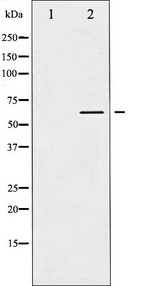 AKT1 Antibody - Western blot analysis of Akt expression in Serum treated NIH-3T3 whole cells lysates. The lane on the left is treated with the antigen-specific peptide.