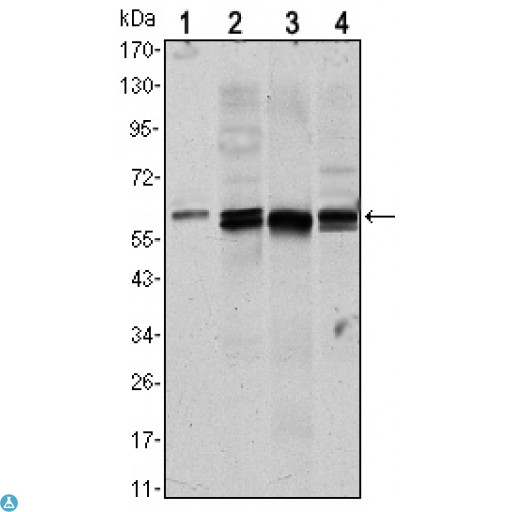 AKT1 Antibody - Western Blot (WB) analysis using Akt1 Monoclonal Antibody against NIH/3T3 (1), HeLa (2),COS7 (3) and Jurkat (4) cell lysate.