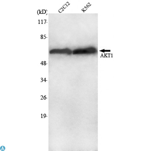 AKT1 Antibody - Western Blot (WB) analysis using Akt1 Monoclonal Antibody against C2C12, K562 cell lysate.