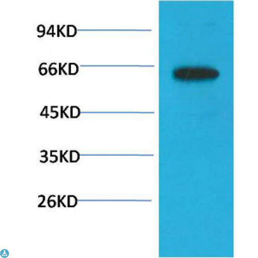 AKT1 Antibody - Western Blot (WB) analysis of PC3 Cell Lysate using Phospho-Akt Ser473 Mouse Monoclonal Antibody diluted at 1:1000.