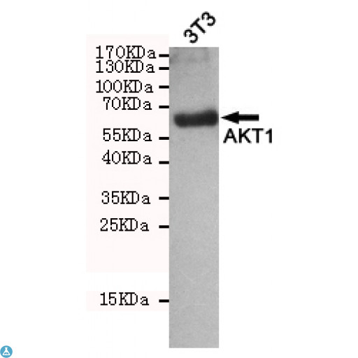 AKT1 Antibody - Western blot detection of AKT1 in 3T3 cell lysates using AKT1 mouse mAb (dilution 1:2000) , with super ECL. Predicted band size: 60KDa. Observed band size: 60KDa.