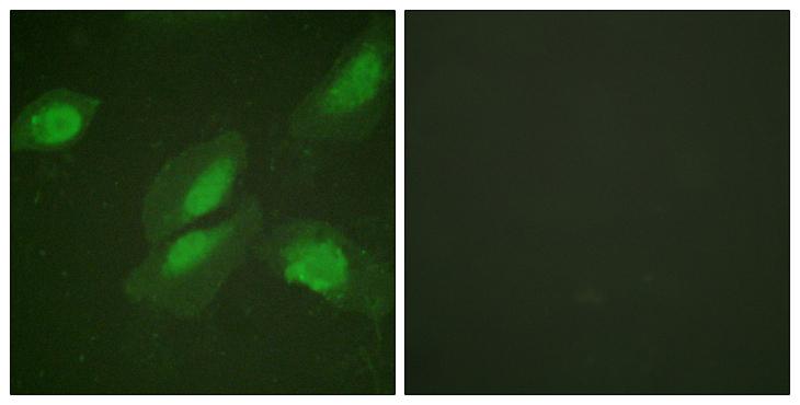 AKT1 Antibody - Peptide - + Immunofluorescence analysis of HeLa cells, using Akt (Ab-326) antibody.