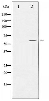 AKT1 Antibody - Western blot of Akt phosphorylation expression in Mouse brain tissue lysates,The lane on the left is treated with the antigen-specific peptide.