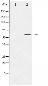 AKT1 Antibody - Western blot analysis of Akt phosphorylation expression in mouse brain tissue lysates. The lane on the left is treated with the antigen-specific peptide.