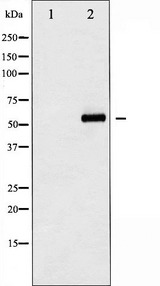 AKT1 Antibody - Western blot analysis of Akt phosphorylation expression in PMA treated A549 whole cells lysates. The lane on the left is treated with the antigen-specific peptide.