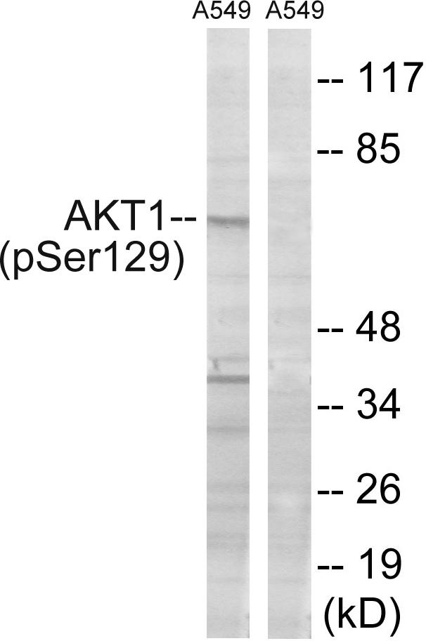 AKT1 Antibody - Western blot analysis of extracts from A549 cells, treated with PMA (125ng/ml, 30mins), using Akt (Phospho-Ser129) antibody.