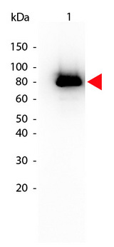 AKT1 Antibody - Western blot of Mouse anti-Akt phospho S473 Biotin Conjugated antibody. Lane 1: GST tagged AKT1 active recombinant protein. Lane 2: none. Load: 25 ng per lane. Primary antibody: Akt phospho S473 Biotin Conjugated antibody at 1:1000 for overnight at 4C. Secondary antibody: HRP Streptavidin secondary antibody at 1:40000 for 30 min at RT. Block: MB-070 for 30 min at RT. Predicted/Observed size: 79 kDa, 79 kDa for Akt phospho S473. Other band(s): none This image was taken for the unconjugated form of this product. Other forms have not been tested.