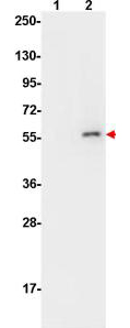 AKT1 Antibody - AKT pS473 Monoclonal Antibody - Western Blot. Anti-AKT pS473 by western blot shows detection of phosphorylated AKT (indicated by arrowhead at ~56 kD) on PDGF stimulated NIH/3T3 cell lysates (lane 2). No reactivity is seen for non-phosphorylated AKT in untreated cells (lane 1). Each lane contained approximately 10 ug of lysate. All samples were loaded on to a 4-20% gradient gel for separation. After electrophoresis, the gel was blocked with 5% BLOTTO (B501-0500 in TBS for 90 min at RT. The membrane was probed with the primary antibody at a 1:10000 dilution in TBS with 0.05% Tween-20 with 1% BSA, for 1 h at 4° C. For detection HRP conjugated Gt-a-Mouse IgG (p/n LS-C60680) was used at a 1:20000 dilution for 1 h at 4° C with FemtoMax enhanced chemiluminescent reagent (p/n FEMTOMAX-100). Images were captured using 2X2 binning for 10-20 sec using a BioSpectrum Imaging System (UVP Ltd.).