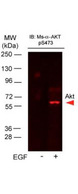 AKT1 Antibody - AKT pS473 Monoclonal Antibody - Western Blot. Anti-AKTpS473 Antibody in western blot showing detection of AKTpS473 in A431 cells. Epidermal growth factor (EGF) was used to stimulate EGF receptor (EGFR) in A431 cells. Cells were stimulated for 15 min with EGF. The Western blot was blocked with Blocking Buffer for Fluorescent Western Blot p/n MB-070, incubated with DyLight649 Conjugated Anti-AKT pS473 Monoclonal Antibody p/n and detected using the BioRad VersaDoc MP4000 system.