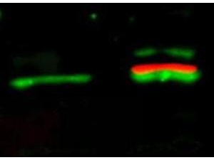 AKT1 Antibody - Western Blot of Mouse Anti-Akt pS473 antibody. Lane 1: unstimulated NIH/3T3 lysates contain inactive unphosphorylated Akt1, green band. Lane 2: PDGF stimulated NIH/3T3 lysate contains both inactive (green band) and activated phosphorylated Akt1 (red band). Load: 10 µg per lane. Primary antibody: rabbit anti-Akt (pan) and mouse anti-Akt pS473 specific antibodies at 1:400 for overnight at 4°C. Secondary antibody: DyLight 549 conjugated anti-rabbit IgG (green) and DyLight 649 conjugated anti-mouse IgG (red) secondary antibodies at 1:10,000 for 45 min at RT. Block: 5% BLOTTO overnight at 4°C.