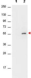 AKT1 Antibody - Western Blot of Mouse anti-AKT antibody. Lane 1: unstimulated NIH/3T3 cell lysates. Lane 2: PDGF stimulated NIH/3T3 cell lysates. Load: 10 µg per lane. Primary antibody: AKT antibody at 1:400 for overnight at 4°C. Secondary antibody: HRP conjugated Gt-a-Mouse IgG was used at a 1:40,000 dilution for 1 h at 4° C with FemtoMax enhanced chemiluminescent reagent Block: 5% BLOTTO (p/n B501-0500 in TBS for 2h at RT. Observed size: ~56 kDa for AKT. Other band(s): none.