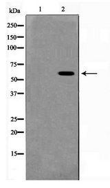 AKT1 Antibody - Western blot of 293 cell lysate using Phospho-Akt(Ser473) Antibody