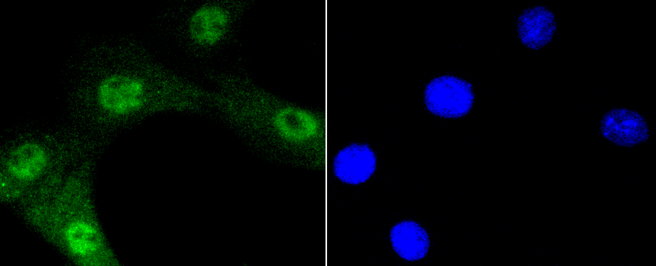 AKT1 Antibody - Immunofluorescence analysis of NIH-3T3 cells.