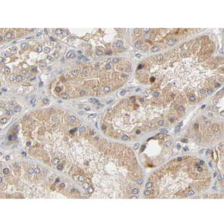 AKT1 Antibody - 1:200 staining human kidney tissue by IHC-P. The tissue was formaldehyde fixed and a heat mediated antigen retrieval step in citrate buffer was performed. The tissue was then blocked and incubated with the antibody for 1.5 hours at 22°C. An HRP conjugated goat anti-rabbit antibody was used as the secondary.