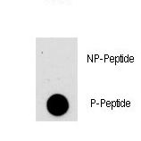 AKT1 Antibody - Dot blot of anti-AKT1-pS473 Phospho-specific antibody on nitrocellulose membrane. 50ng of Phospho-peptide or Non Phospho-peptide per dot were adsorbed. Antibody working concentrations are 0.5ug per ml.