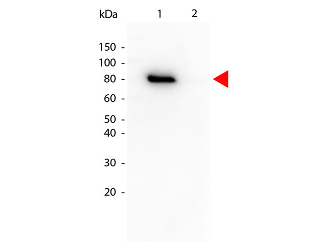 AKT1 Antibody - Western blot of Mouse anti-Akt phospho T308 Biotin Conjugated antibody. Lane 1: GST tagged AKT1 active recombinant protein. Lane 2: GST tagged AKT1 un-active recombinant protein. Load: 25 ng per lane. Primary antibody: Akt phospho T308 Biotin Conjugated antibody at 1:1000 for overnight at 4C. Secondary antibody: HRP Streptavidin secondary antibody at 1:40000 for 30 min at RT. Block: MB-070 for 30 min at RT. Predicted/Observed size: 79 kDa, 79 kDa for Akt phospho T308. Other band(s): none This image was taken for the unconjugated form of this product. Other forms have not been tested.