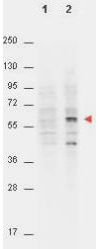 AKT1 Antibody - Anti-AKT pT308 Monoclonal Antibody - Western Blot. anti-AKT pT308 monoclonal antibody by western blot shows detection of phosphorylated AKT (indicated by arrowhead at ~56 kD) on PDGF stimulated NIH/3T3 cell lysates (lane 2). No reactivity is seen for non-phosphorylated AKT in untreated cells (lane 1). Each lane contained approximately 15 ug of lysate. All samples were loaded on to a 4-20% gradient gel for separation. After electrophoresis, the gel was blocked with 3% BSA (BSA-30) in TBS for 30 min at RT. The membrane was probed with Anti-AKT pT308 antibody at a 1:4000 dilution in TBS with 3% BSA, for 3 h at 4° C. For detection peroxidase conjugated Gt-a-Mouse IgG (Fc) (p/n LS-C60711) was used at a 1:40000 dilution for 1 h at 4° C. Data was captured using a Versadoc 4000 MP (Bio-Rad).