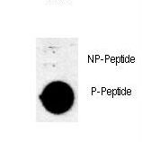 AKT1 Antibody - Dot blot of anti-Phospho-AKT1 (Thr308) Antibody Phospho-specific antibody on nitrocellulose membrane. 50ng of Phospho-peptide or Non Phospho-peptide per dot were adsorbed. Antibody working concentrations are 0.6ug per ml.