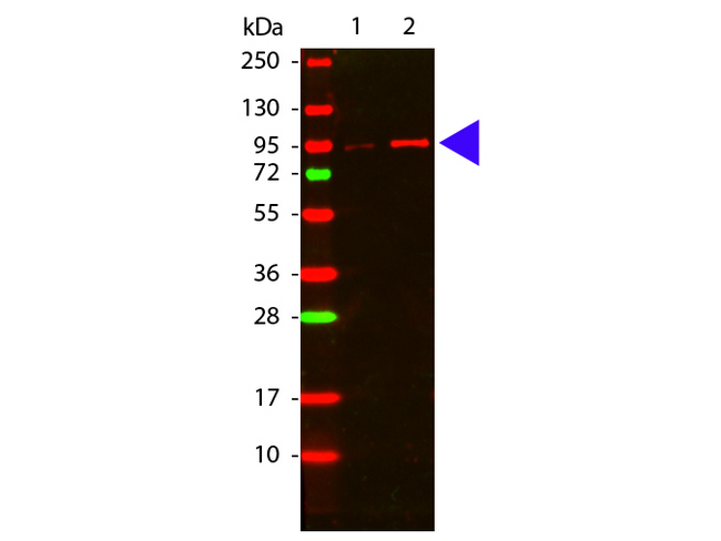 AKT1 Antibody - Western Blot of rabbit anti-Akt phospho T308 antibody. Lane 1: GST tagged AKT1 un-active recombinant protein. Lane 2: GST tagged AKT1 active recombinant protein. Load: 50 ng per lane. Primary antibody: Akt phospho T308 antibody at 1:1,000 for overnight at 4°C. Secondary antibody: DyLight 649 rabbit secondary antibody at 1:20,000 for 30 min at RT. Block: MB-070 for 30 min at RT. Other band(s): none.