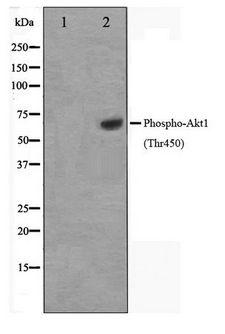 AKT1 Antibody - Western blot of Akt1 phosphorylation expression in PDGF treated NIH-3T3 whole cell lysates,The lane on the left is treated with the antigen-specific peptide.