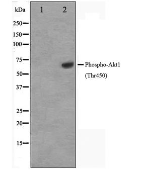 AKT1 Antibody - Western blot analysis of Akt1 phosphorylation expression in PDGF treated NIH-3T3 whole cells lysates. The lane on the left is treated with the antigen-specific peptide.