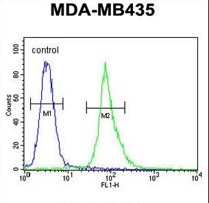 AKT1 Antibody - AKT1 Antibody (Thr308) flow cytometry of MDA-MB435 cells (right histogram) compared to a negative control cell (left histogram). FITC-conjugated goat-anti-rabbit secondary antibodies were used for the analysis.
