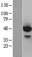 AKT1 Protein - Western validation with an anti-DDK antibody * L: Control HEK293 lysate R: Over-expression lysate