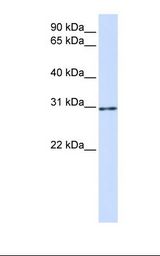 AKT1S1 / PRAS40 Antibody - 293T cell lysate. Antibody concentration: 1.0 ug/ml. Gel concentration: 12%.  This image was taken for the unconjugated form of this product. Other forms have not been tested.