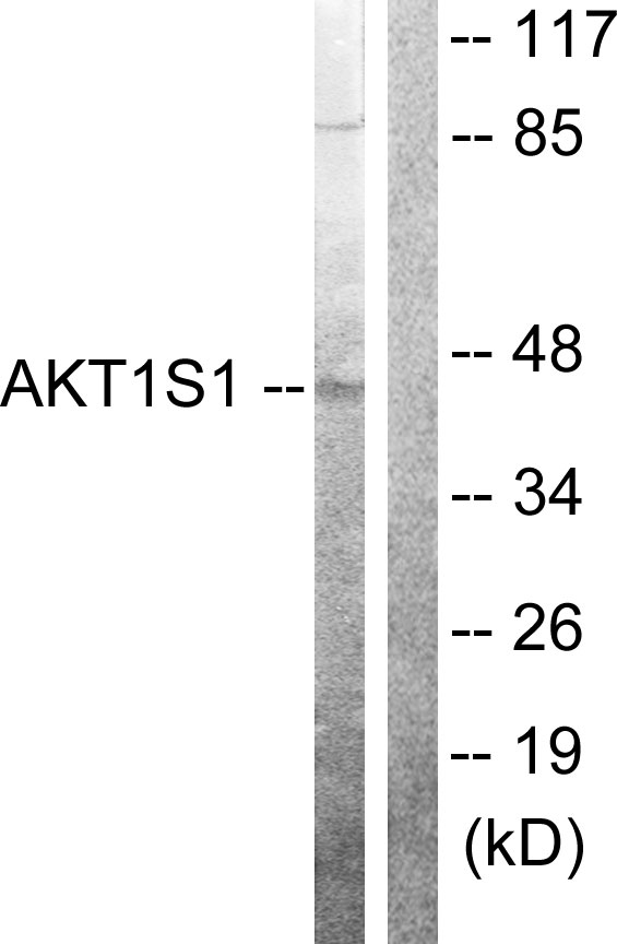 AKT1S1 / PRAS40 Antibody - Western blot analysis of lysates from 293 cells, using Akt1 S1 Antibody. The lane on the right is blocked with the synthesized peptide.