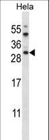 AKT1S1 / PRAS40 Antibody - AKT1S1 Antibody western blot of HeLa cell line lysates (35 ug/lane). The AKT1S1 antibody detected the AKT1S1 protein (arrow).