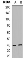 AKT1S1 / PRAS40 Antibody - Western blot analysis of PRAS40 expression in MCF7 (A); human Testis (B) whole cell lysates.