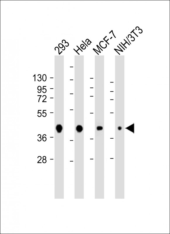 AKT1S1 / PRAS40 Antibody - All lanes: Anti-AKT1S1 Antibody at 1:500-1:4000 dilution Lane 1: 293 whole cell lysate Lane 2: Hela whole cell lysate Lane 3: MCF-7 whole cell lysate Lane 4: NIH/3T3 whole cell lysate Lysates/proteins at 20 µg per lane. Secondary Goat Anti-mouse IgG, (H+L), Peroxidase conjugated at 1/10000 dilution. Predicted band size: 27 kDa Blocking/Dilution buffer: 5% NFDM/TBST.