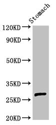 AKT1S1 / PRAS40 Antibody - Western Blot Positive WB detected in:Rat stomach tissue All Lanes:AKT1S1 antibody at 3µg/ml Secondary Goat polyclonal to rabbit IgG at 1/50000 dilution Predicted band size: 28,14,30 KDa Observed band size: 28 KDa