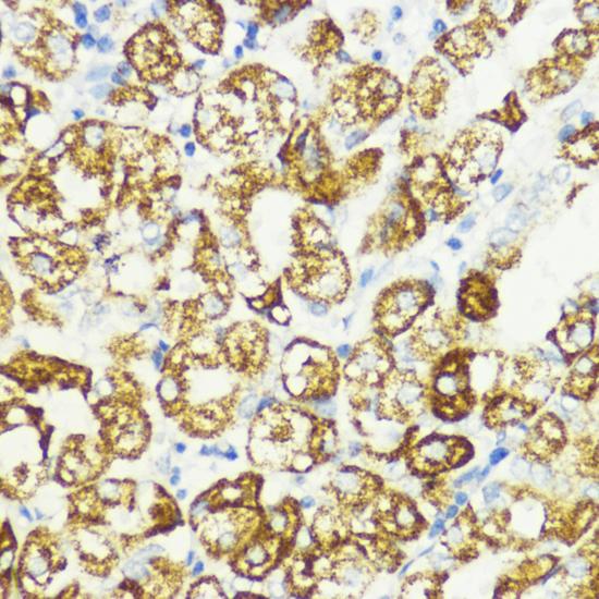 AKT1S1 / PRAS40 Antibody - Immunohistochemistry of paraffin-embedded Human stomach using AKT1S1 Polyclonal Antibody at dilution of 1:200 (40x lens).