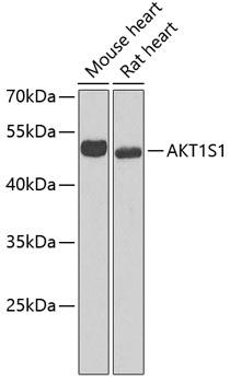 AKT1S1 / PRAS40 Antibody - Western blot analysis of extracts of various cell lines using AKT1S1 Polyclonal Antibody at dilution of 1:1000.