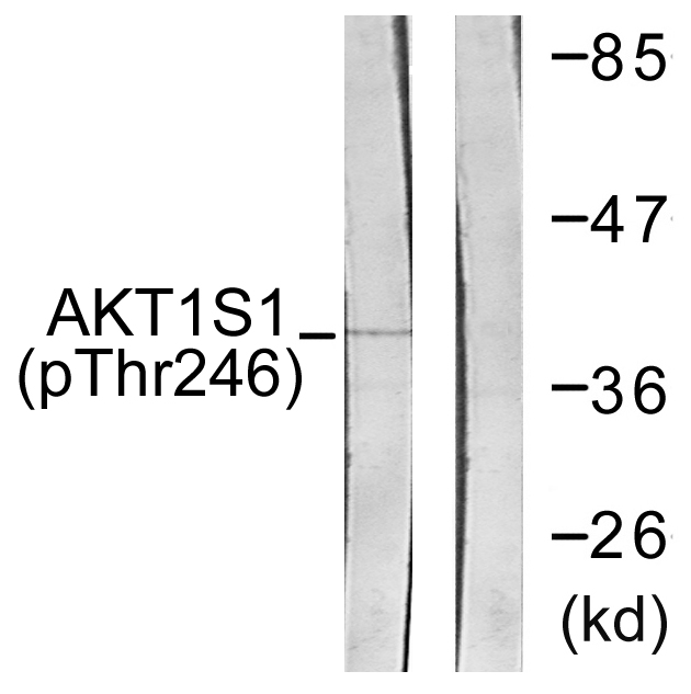 AKT1S1 / PRAS40 Antibody - Western blot analysis of lysates from HepG2 cells treated with PDGF 50ng/ml 30', using Akt1 S1 (Phospho-Thr246) Antibody. The lane on the right is blocked with the phospho peptide.