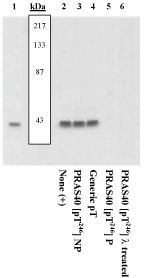 AKT1S1 / PRAS40 Antibody - Extracts prepared from NIH3T3 cells left unstimulated (1) or stimulated with PDGF (2-6), were resolved by SDS-PAGE on a 10% polyacrylamide gel and transferred to PVDF. Membranes were either treated with lambda (delta) phosphatase (6) or untreated (1-5), w