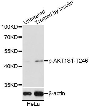 AKT1S1 / PRAS40 Antibody - Western blot analysis of extracts of HeLa cells, using Phospho-AKT1S1-T246 antibody at 1:2000 dilution. HeLa cells were treated by Insulin (0.01U/ml) for 15 minutes after serum-starvation overnight. The secondary antibody used was an HRP Goat Anti-Rabbit IgG (H+L) at 1:10000 dilution. Lysates were loaded 25ug per lane and 3% nonfat dry milk in TBST was used for blocking. Blocking buffer: 3% BSA.An ECL Kit was used for detection and the exposure time was 90s.
