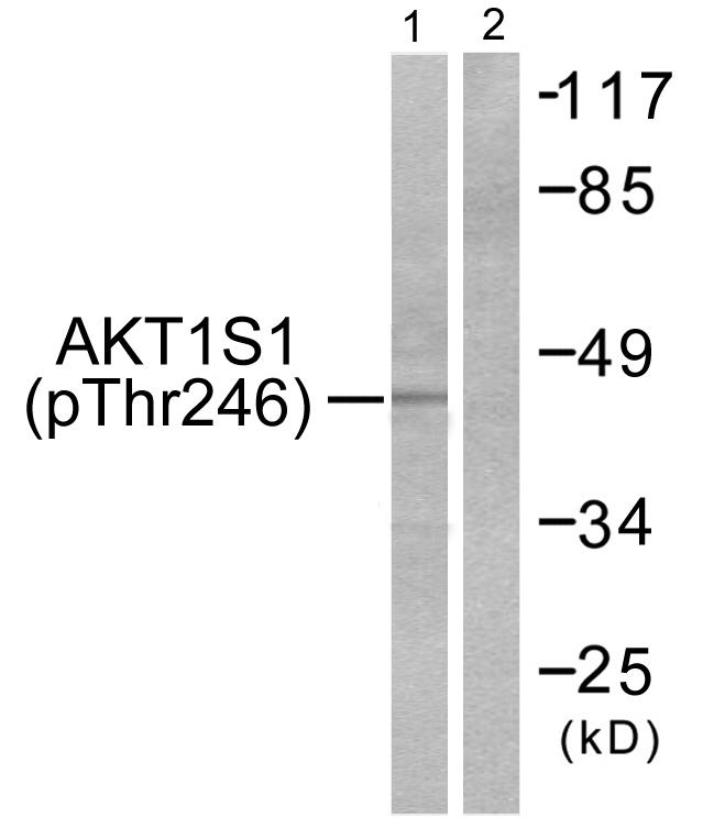 AKT1S1 / PRAS40 Antibody - Western blot analysis of extracts from HepG2 cells, treated with PDGF (50ng/ml, 30mins), using Akt1 S1 (Phospho-Thr246) antibody.