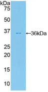 AKT2 Antibody - Western Blot; Sample: Recombinant PKBb, Human.