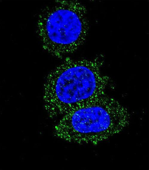 AKT2 Antibody - Confocal immunofluorescence of AKT2 Antibody with HeLa cell followed by Alexa Fluor 488-conjugated goat anti-mouse lgG (green). DAPI was used to stain the cell nuclear (blue).