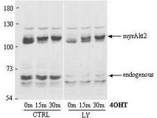 AKT2 Antibody - Anti-AKT2 Antibody - Western Blot. Anti-AKT2 Antibody in Western blot shows detection of AKT2. A lysate from a stable HEK293 cell line expressing an inducible, myristoylated form of Akt2 (MyrAkt2-ER) was loaded for SDS- PAGE, separated and then transferred to nitrocellulose. The blot was used at 1:1000 and reacted with Anti-AKT2 Antibody for 1h at room temperature. In response to 4OHT (tamoxifen), the Akt2 is recruited to the plasma membrane via its myristoylation sequence, and becomes phosphorylated and activated. The blot (right panel) shows 0 m, 15 m, and 30 m of 4OHT treatment. This treatment has no effect on endogenous Akt2, but causes a band shift upwards in the MyrAkt2. Endogenous Akt2 runs at about 60kD whereas the myristoylated construct runs at around 110kD. Antibody to AKT2 detects both unphosphorylated and phosphorylated AKT2. As before approximately 20 mg/lane of crude HEK293 lysate was loaded for SDS-PAGE, separated and then transferred to nitrocellulose. The right lane contains lysate pretreated-for-15min-with 25 uM LY294002 which affects the phosphorylation of endogenous Akt2 but has no effect on phosphorylation of the myristoylated construct. This antibody clearly detects both the phosphorylated (top arrow) and the non-phosphorylated (bottom arrow) forms of endogenous Akt2.