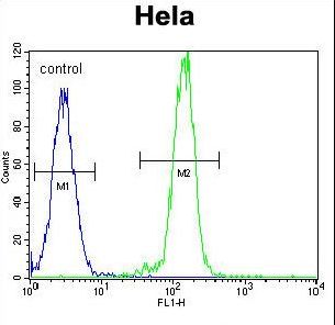 AKT2 Antibody - AKT2 Antibody flow cytometry of HeLa cells (right histogram) compared to a negative control cell (left histogram). FITC-conjugated goat-anti-rabbit secondary antibodies were used for the analysis.