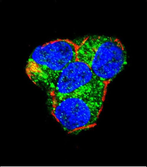 AKT2 Antibody - Confocal immunofluorescence of AKT2 Antibody with 293 cell followed by Alexa Fluor 488-conjugated goat anti-rabbit lgG (green). Actin filaments have been labeled with Alexa Fluor 555 phalloidin (red). DAPI was used to stain the cell nuclear (blue).