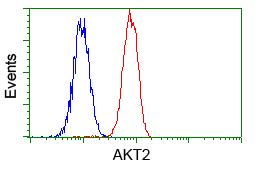 AKT2 Antibody - Flow cytometric analysis of Hela cells, using anti-AKT2 antibody, (Red) compared to a nonspecific negative control antibody (Blue).