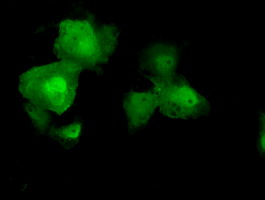 AKT2 Antibody - Anti-AKT2 mouse monoclonal antibody  immunofluorescent staining of COS7 cells transiently transfected by pCMV6-ENTRY AKT2.