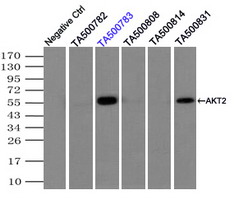 AKT2 Antibody - Flow cytometry of HeLa cells, using anti-AKT2 antibody, (Red) compared to a nonspecific negative control antibody (Blue).